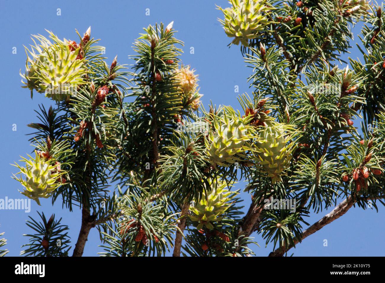 Green immature megastrobilus ovulate cones of Pseudotsuga Macrocarpa, Pinaceae, native tree in the San Rafael Mountains, Spring. Stock Photo