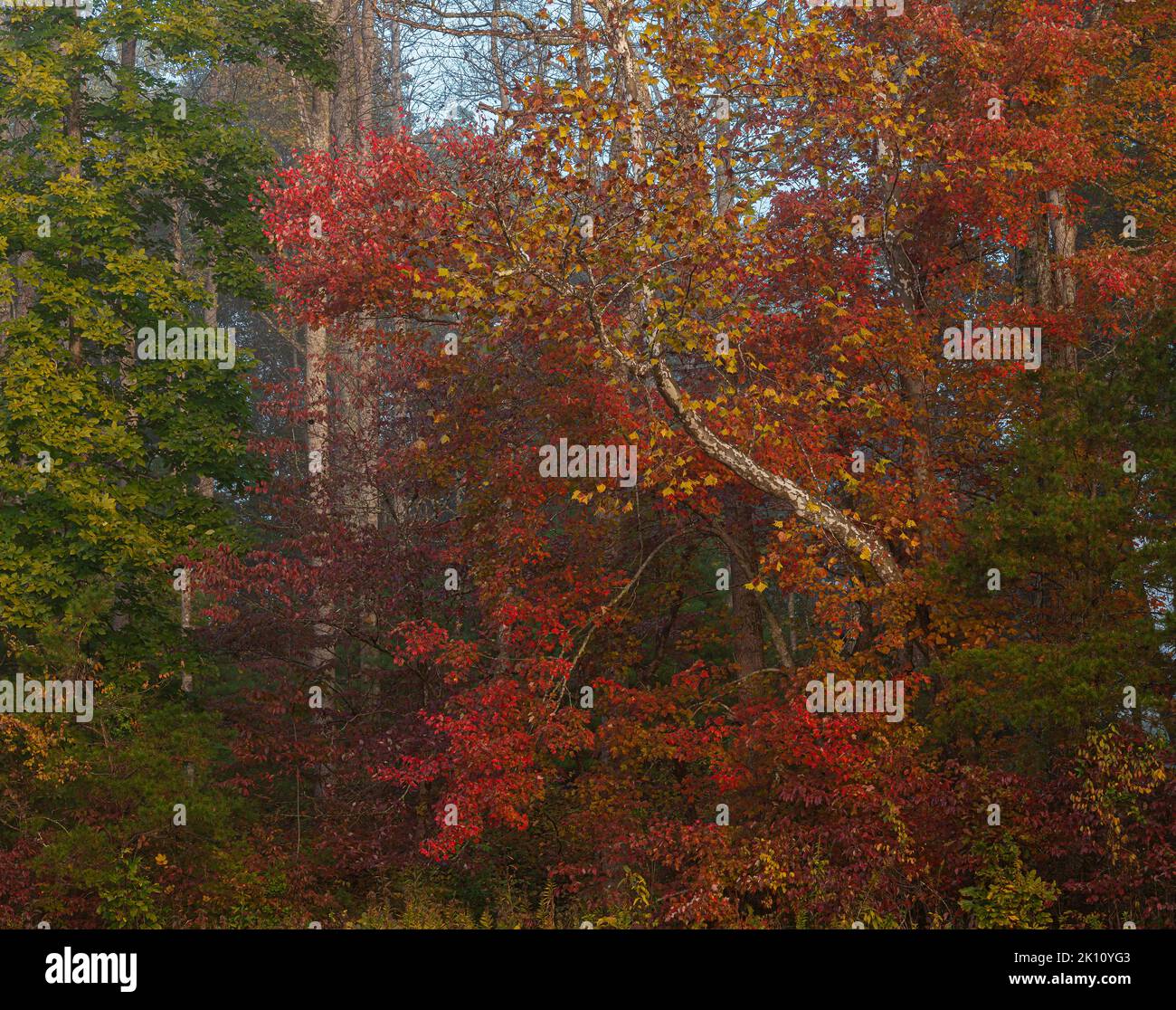 A Sourwood tree (Oxydendrum arboreum) and its very red leaves is fronted by the yellow leaved Sycamore (Platanus occidentalis) in Cades Cove, Great Sm Stock Photo