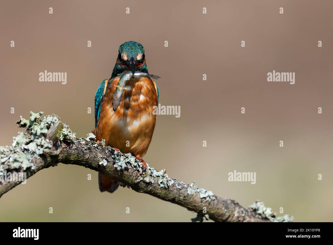Eurasian Kingfisher (Alcedo atthis) sat on a fishing perch. Stock Photo