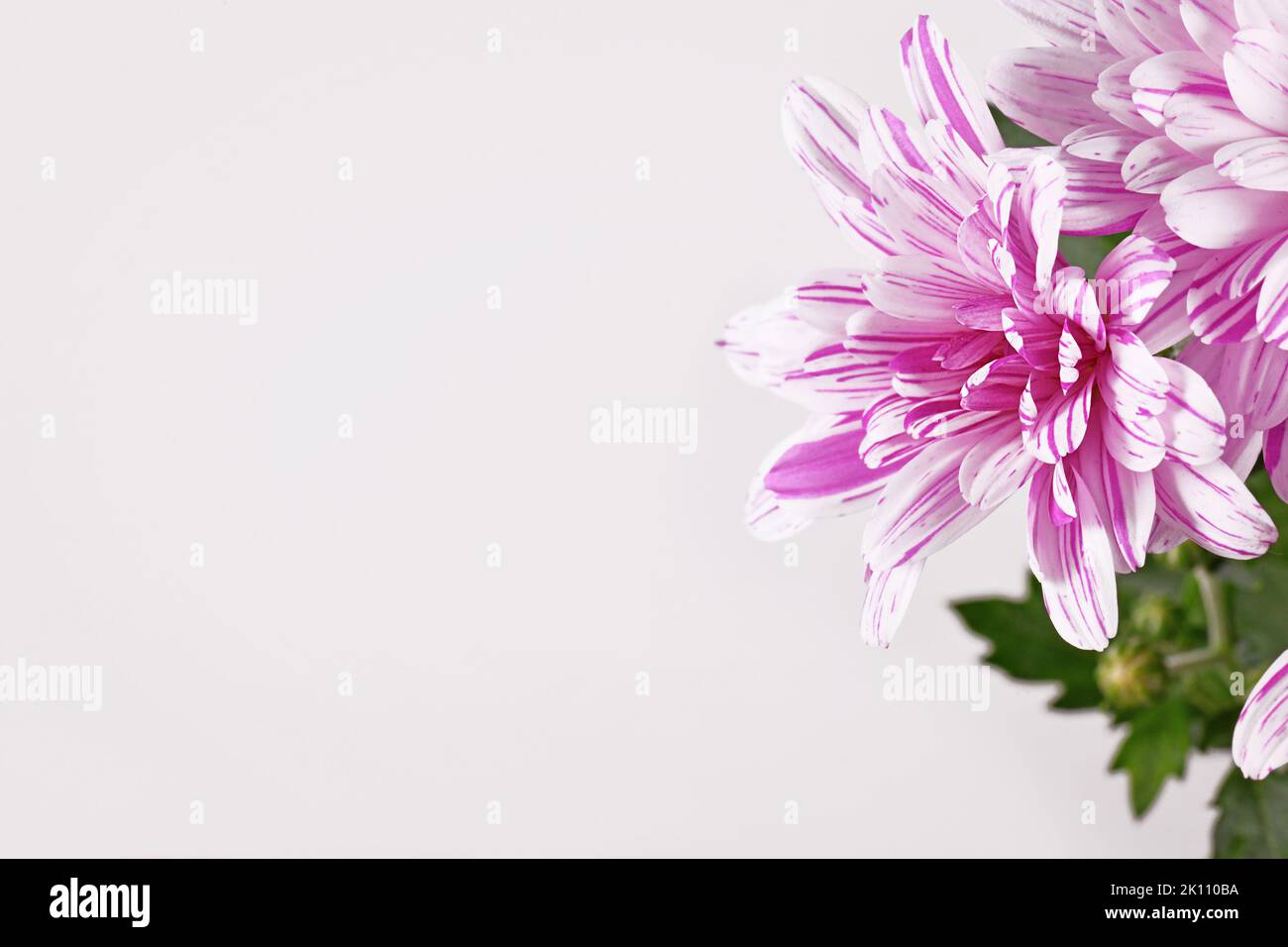 Pink and white Chrysanthemum flower on side of light gray background with copy space Stock Photo