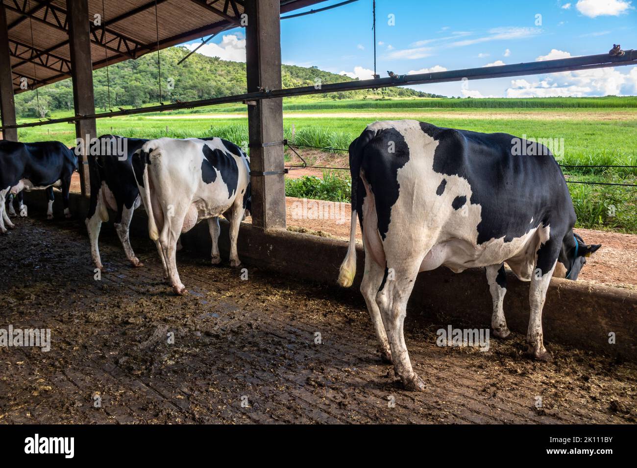Group of black-and-white milk cows eatin feed while standing in row  in modern barn on the farm in Brazil Stock Photo