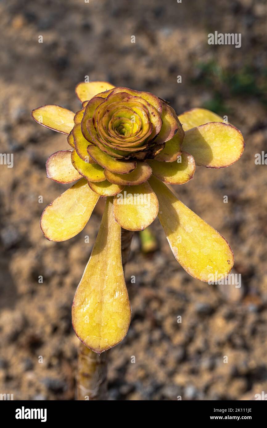 Shoot and Leaves of the Canary Island Aeonium (Aeonium holochrysum) Stock Photo