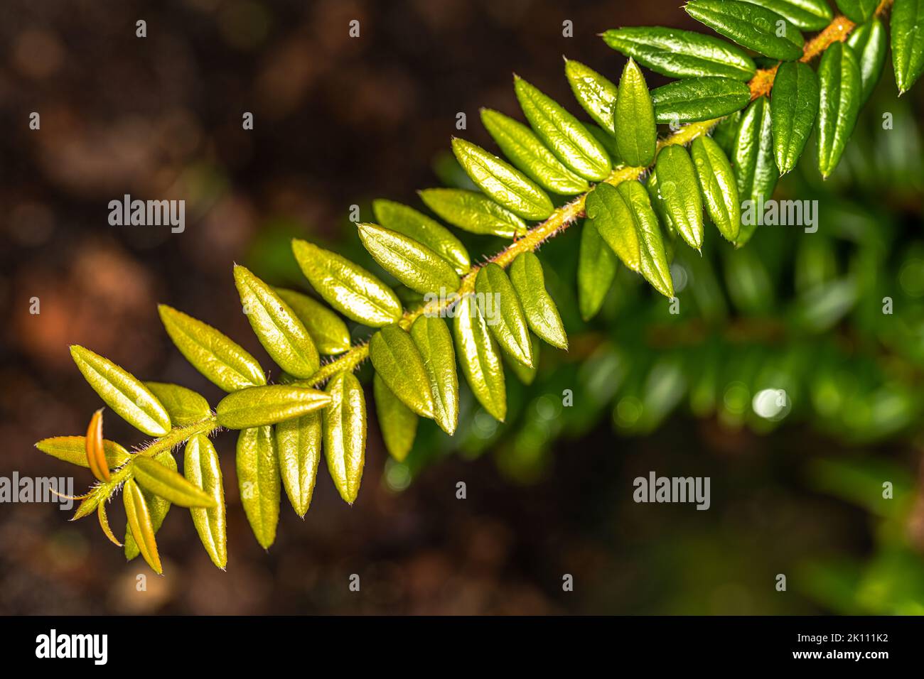Leaves of a Semi-climbing Shrub (Agapetes serpens) Stock Photo