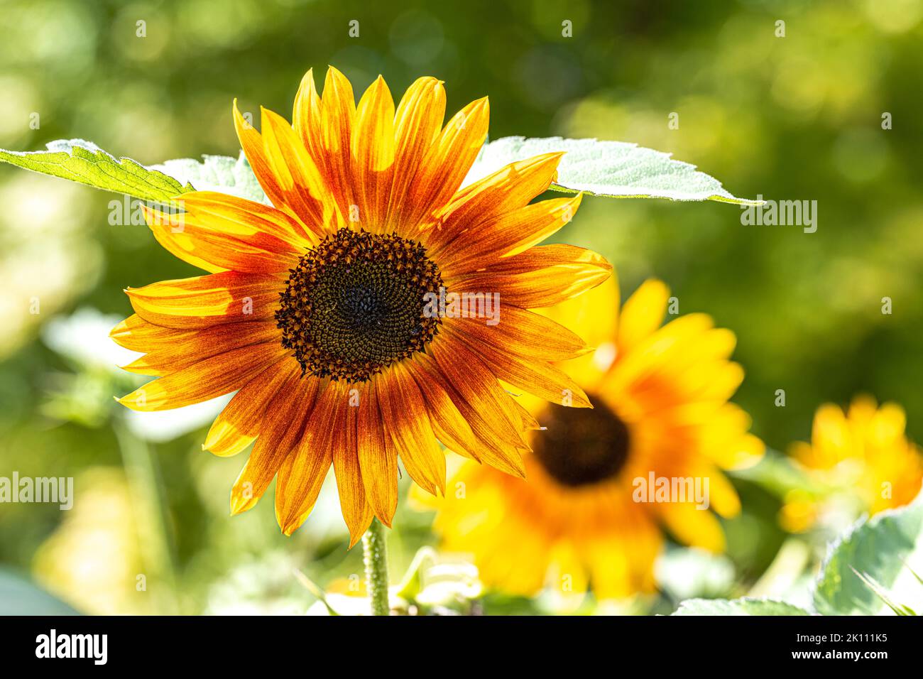 Flower of a Sunflower in a Field Stock Photo - Alamy