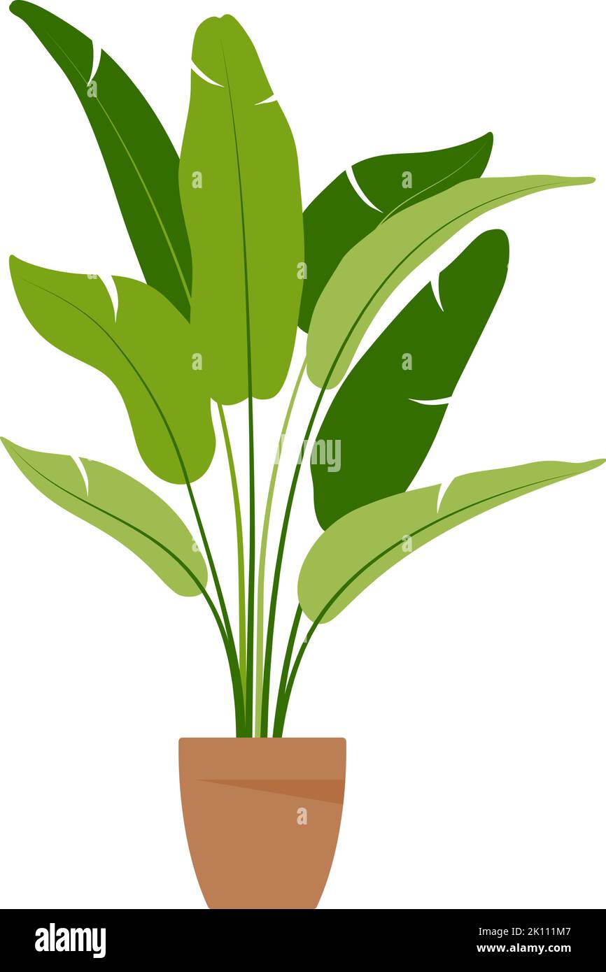 Home plant. Potted plant isolated on white. Flat. Vector illustration ...