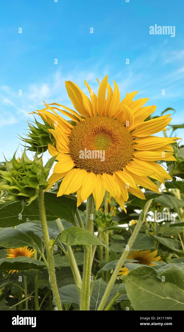 Sunflowers over blue sky. Nature background Stock Photo