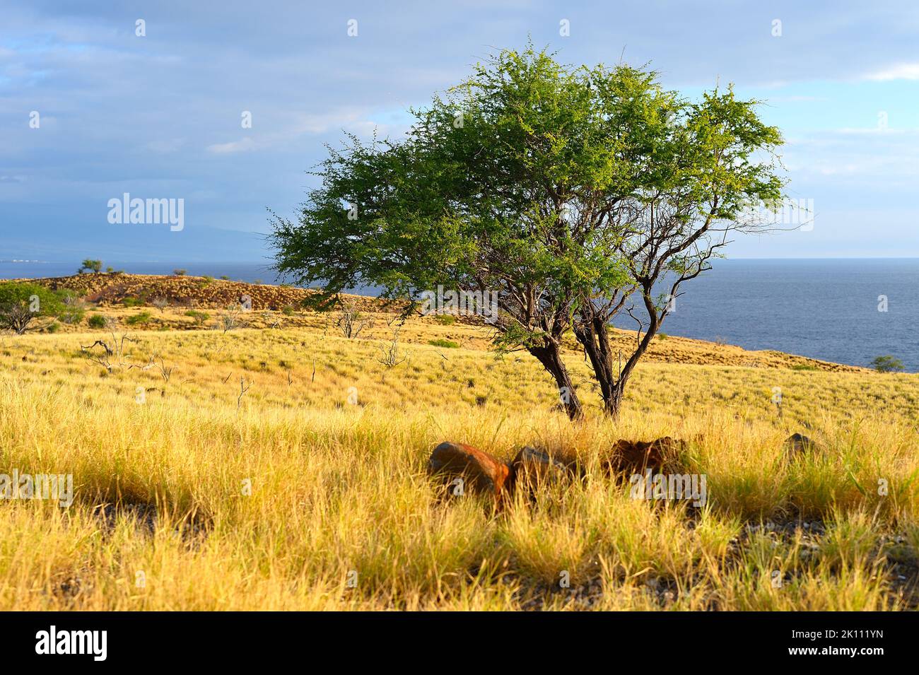 Scenic impressions from the magic landscape in Northern Kohala, Big Island HI Stock Photo