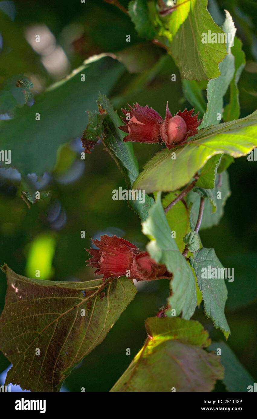 Young hazel, green wild hazelnuts growing on a tree Stock Photo Alamy