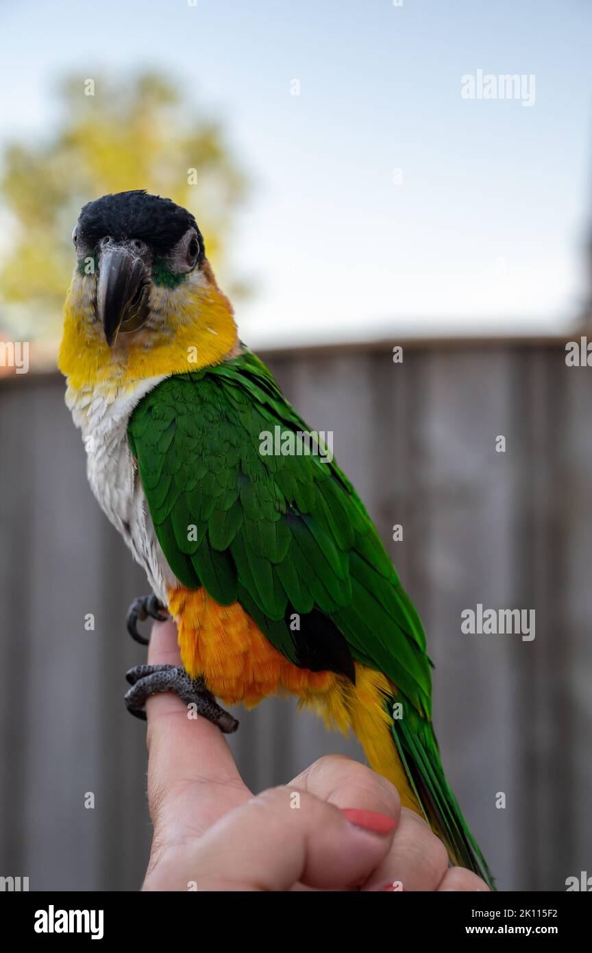 Small colorful Australian lory parrot sitting on hand outdoor Stock Photo