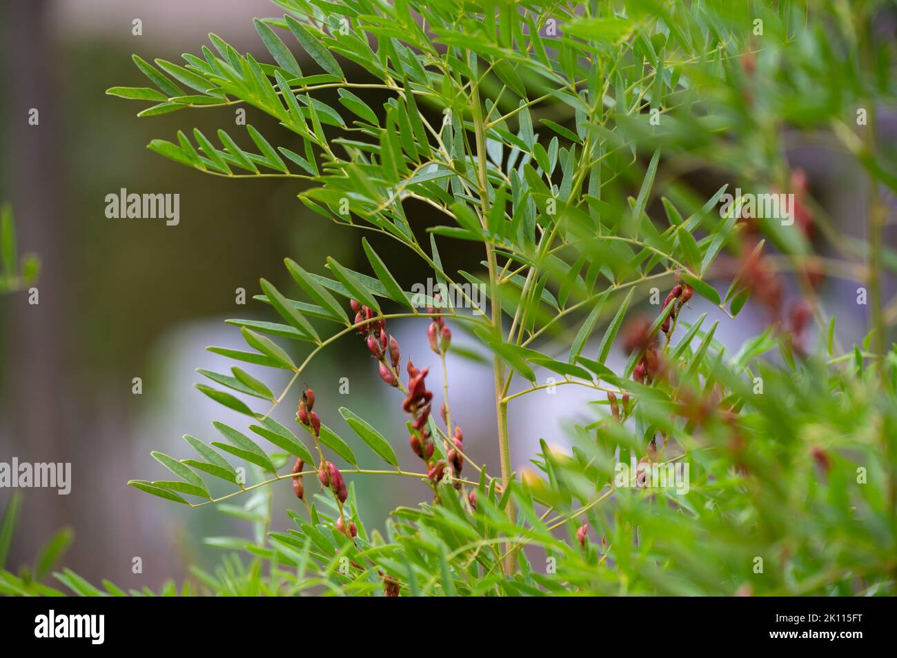 Botanical collection, Glycyrrhiza glabra or root liquorice medicinal