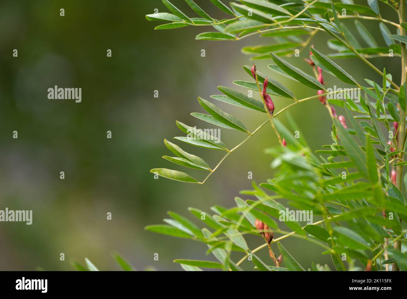 Botanical collection, Glycyrrhiza glabra or root liquorice medicinal