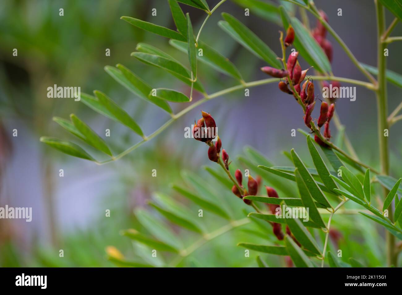 Botanical collection, Glycyrrhiza glabra or root liquorice medicinal