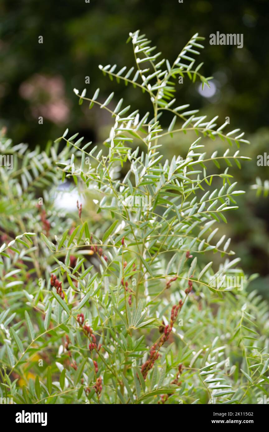 Botanical collection, Glycyrrhiza glabra or root liquorice medicinal