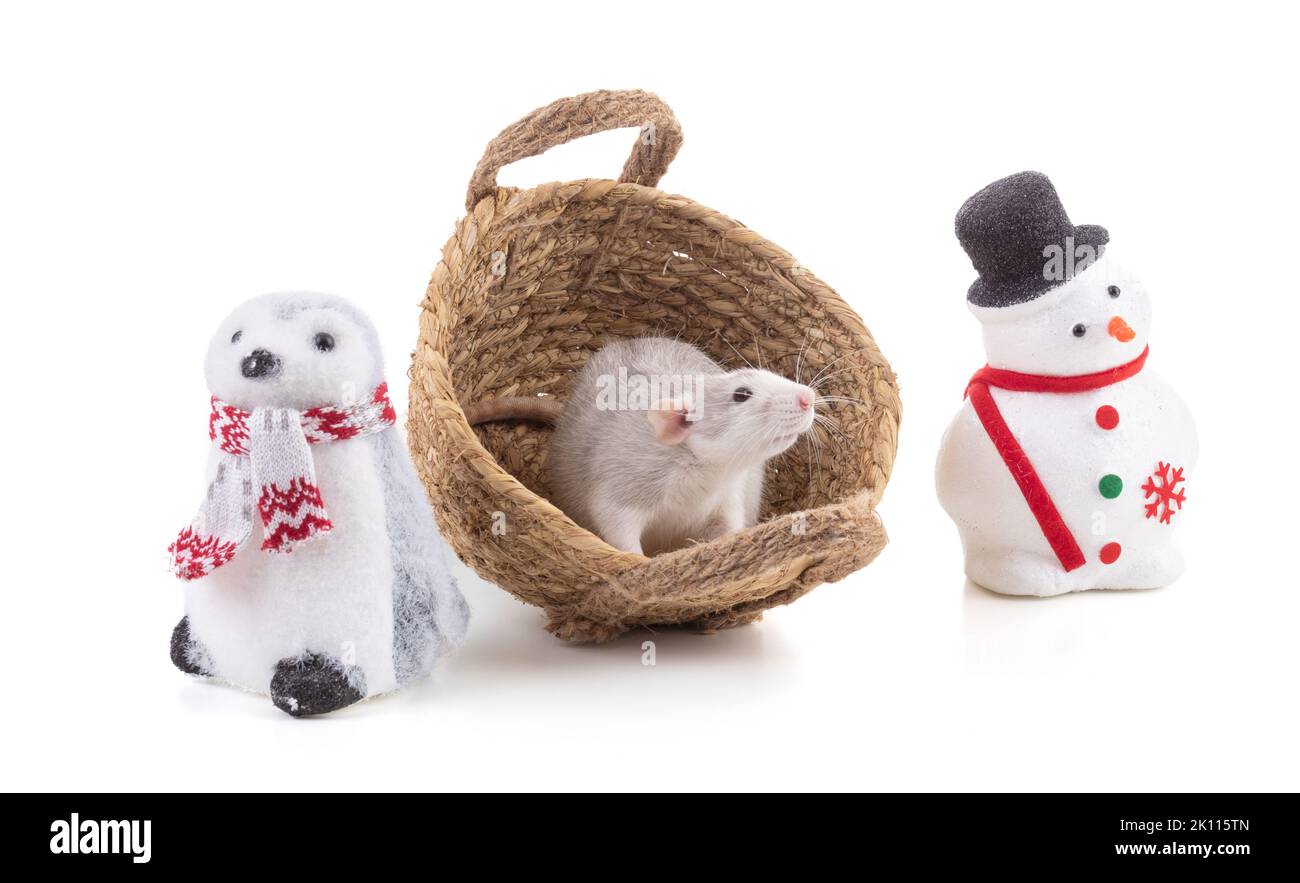 Cute bicolor rat in a basket in a Christmas setting on white background ...