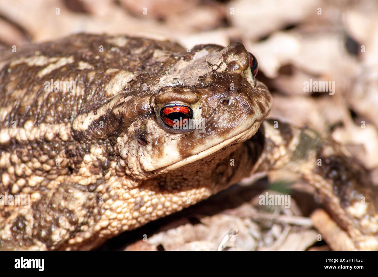 Close up photo of frog. Brown frog. Stock Photo