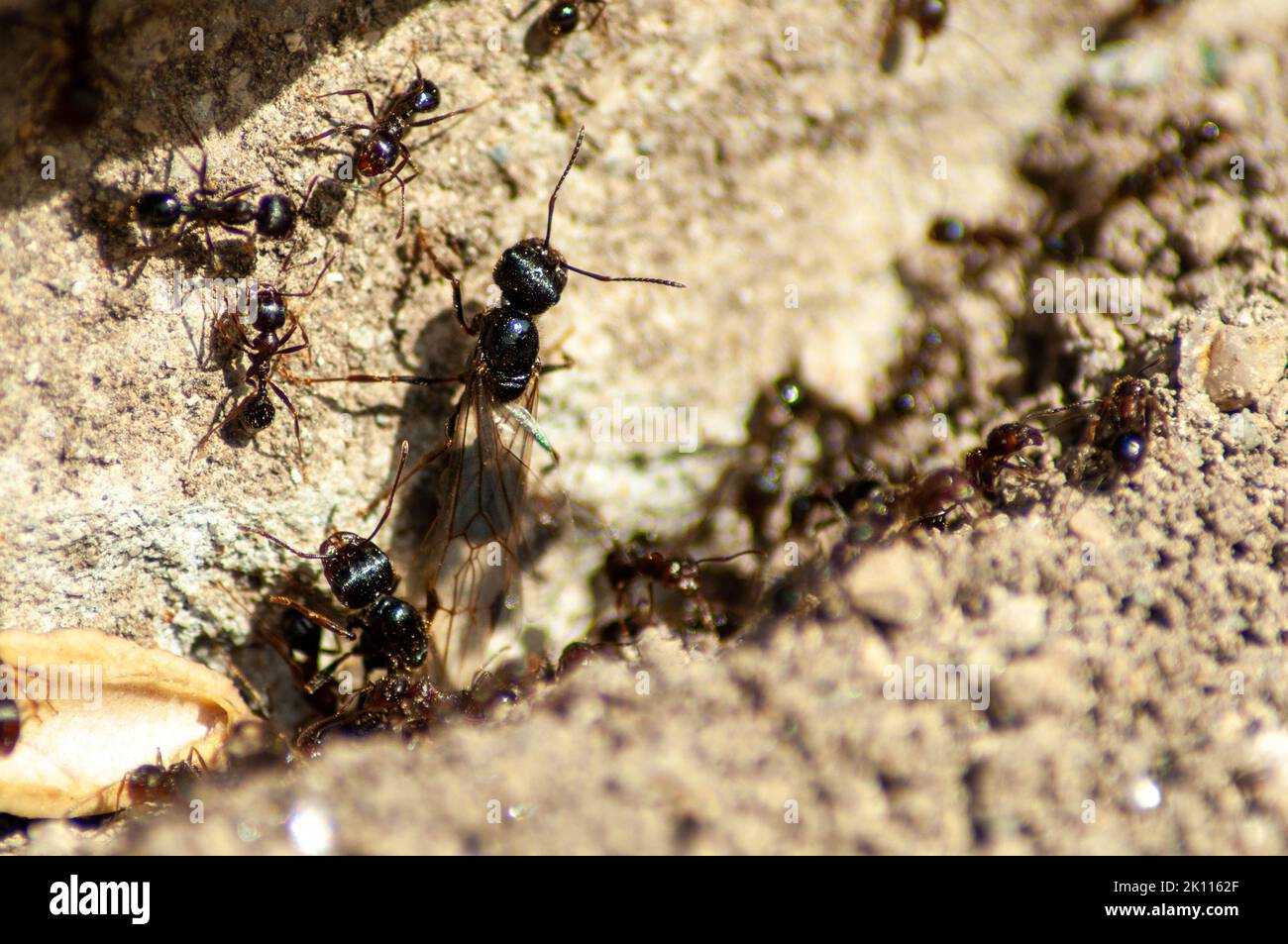 Queen ant and worker ants. Stock Photo