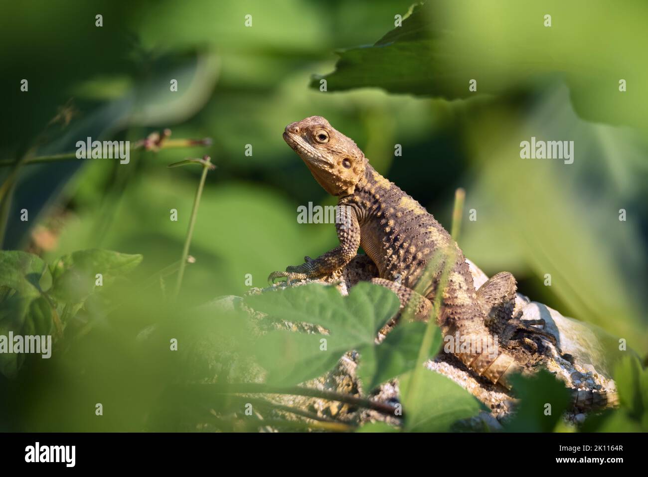 The European Agama lizard sits on a stone on green nature background Stock Photo