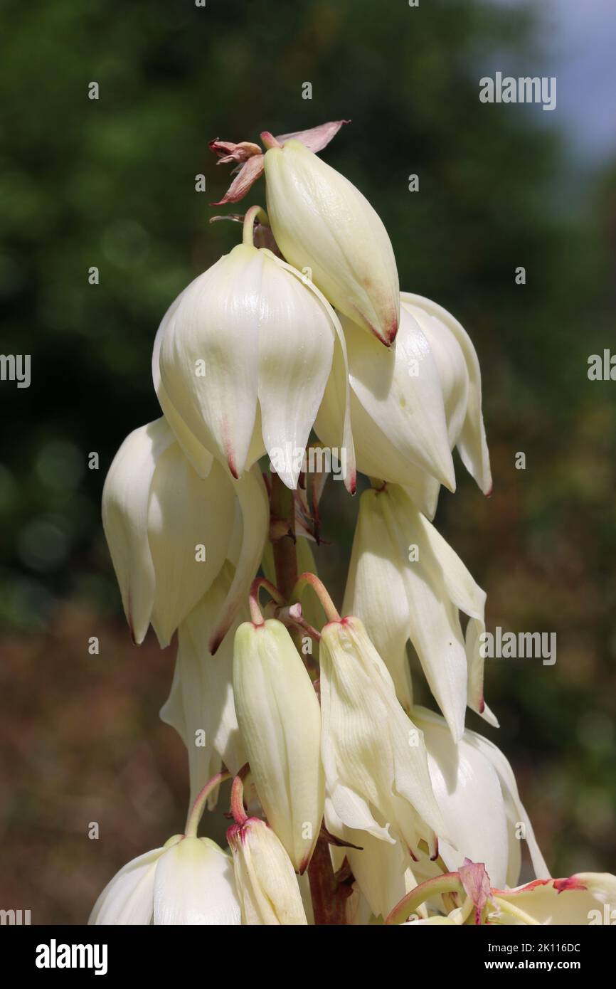 Yucca plant, of unknown species, with white flowers and buds in close up and a dark blurred background of leaves. Stock Photo