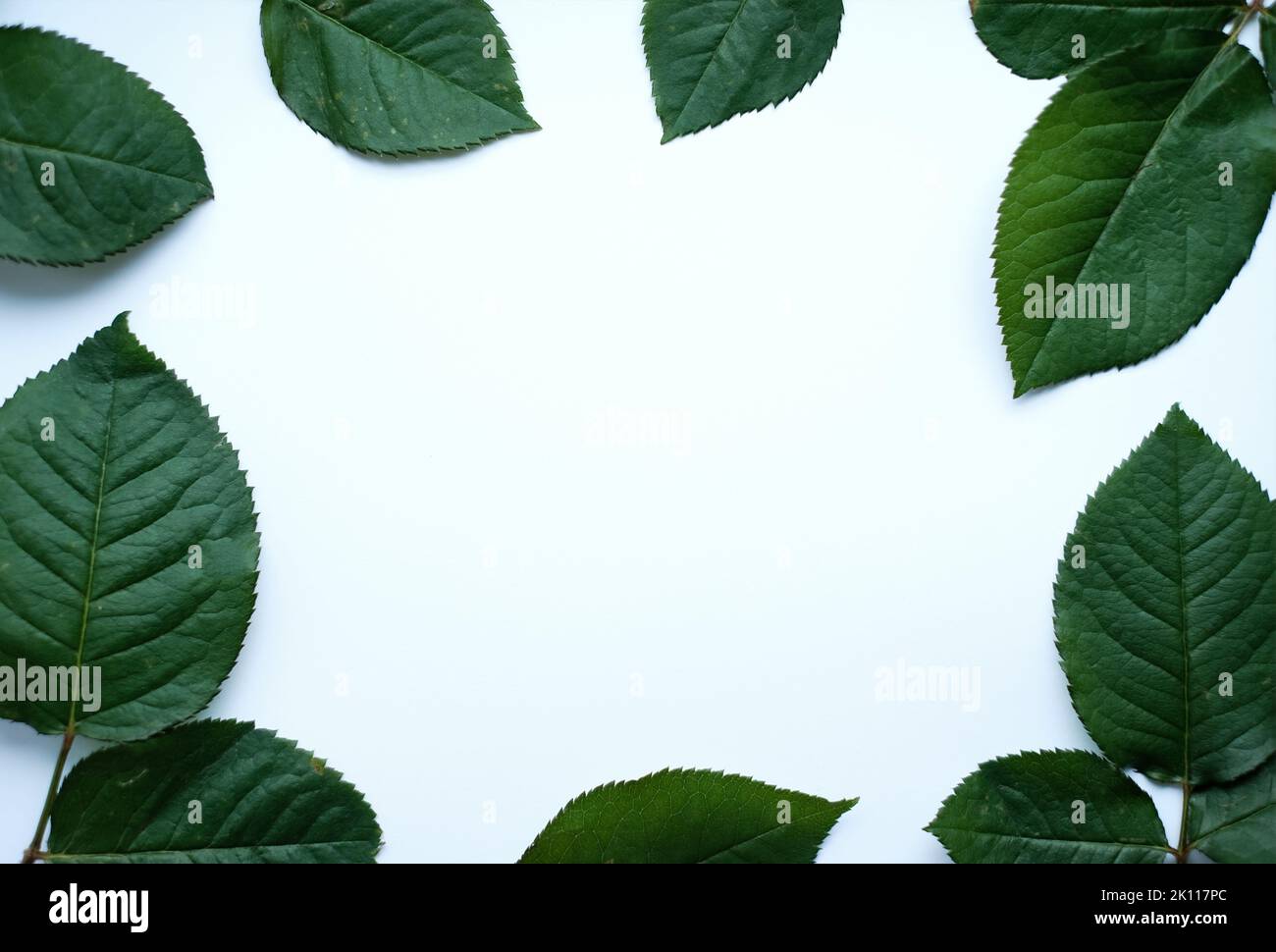 Leaves composition. Frame made of green leaves on white background.  Stock Photo