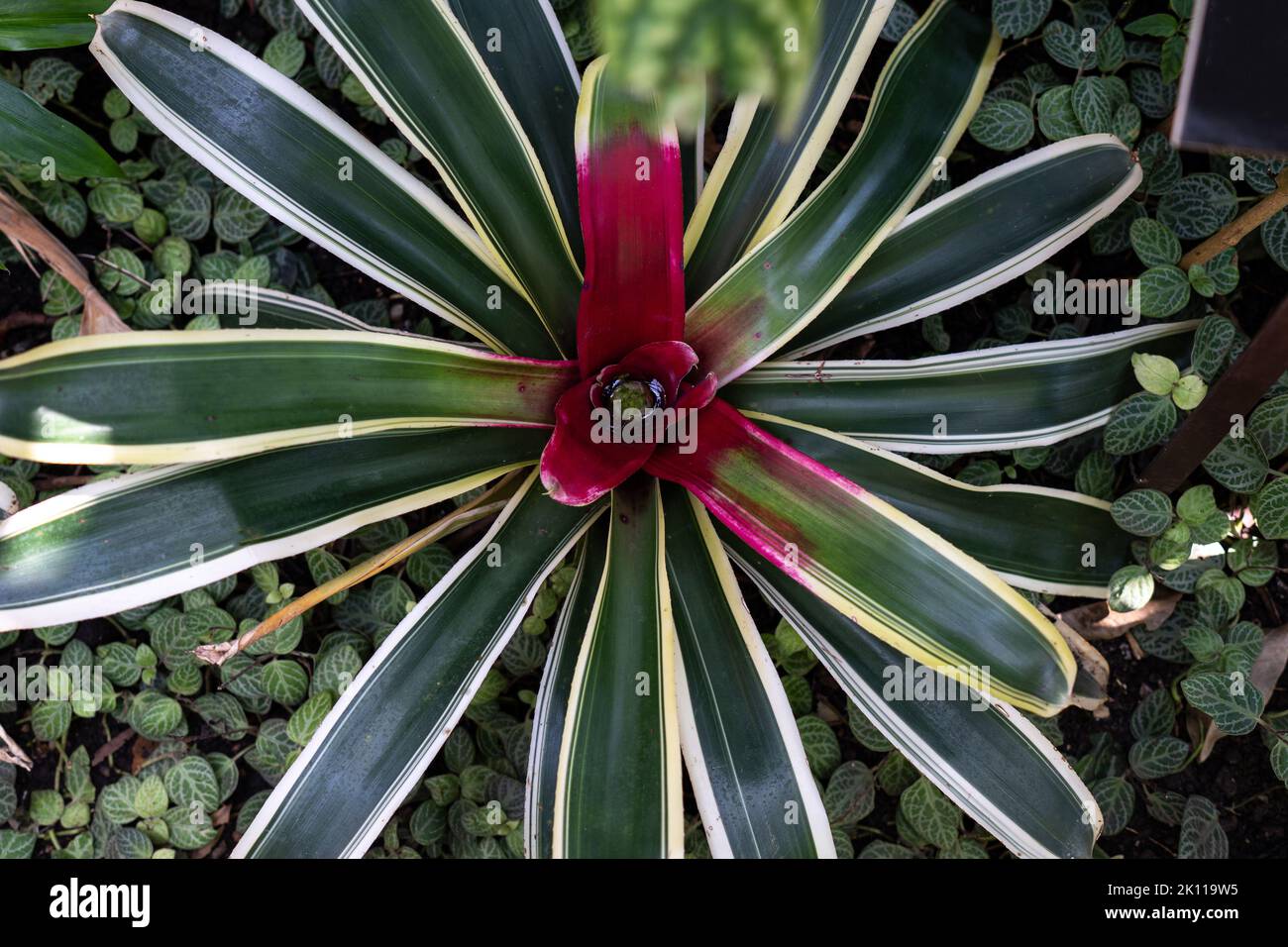 Top view of a tropical plant called Neoregelia in the Bromeliad flower family Stock Photo
