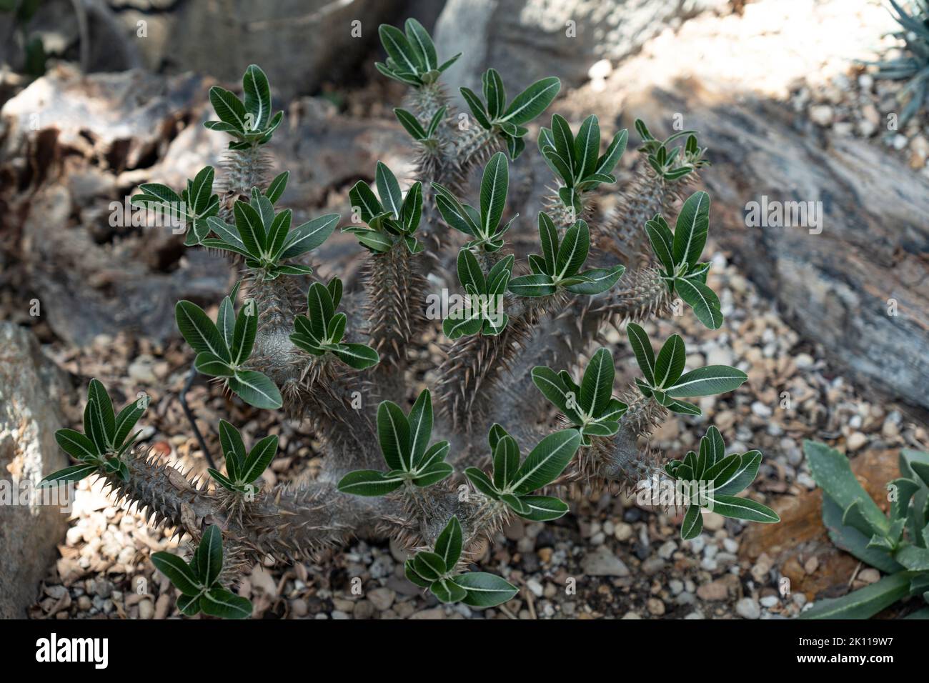 Pachypodium densiflorum. Plant with leaves and sharp thorns native to Madagascar environment Stock Photo