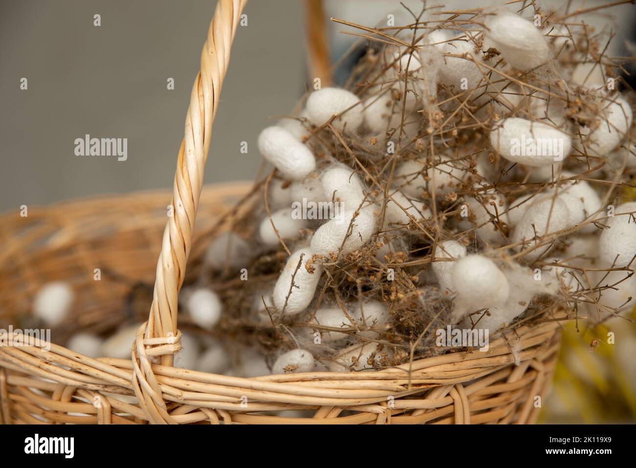 cocoons of white silkworms bred to produce silk , raw silk Stock Photo