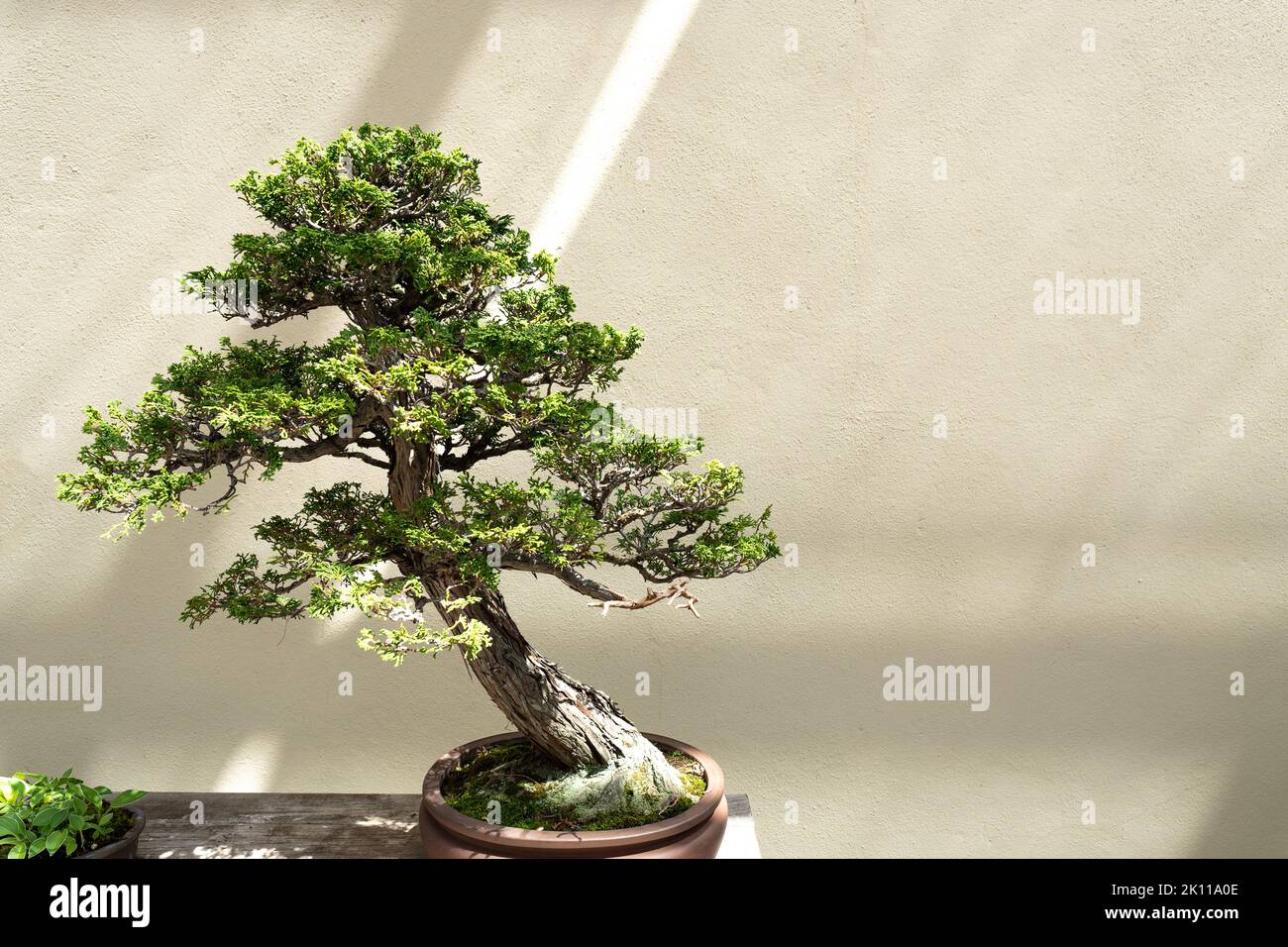 Miniature tree of natural Chamaecyparis Obtusa Bonsai against a wall Stock Photo