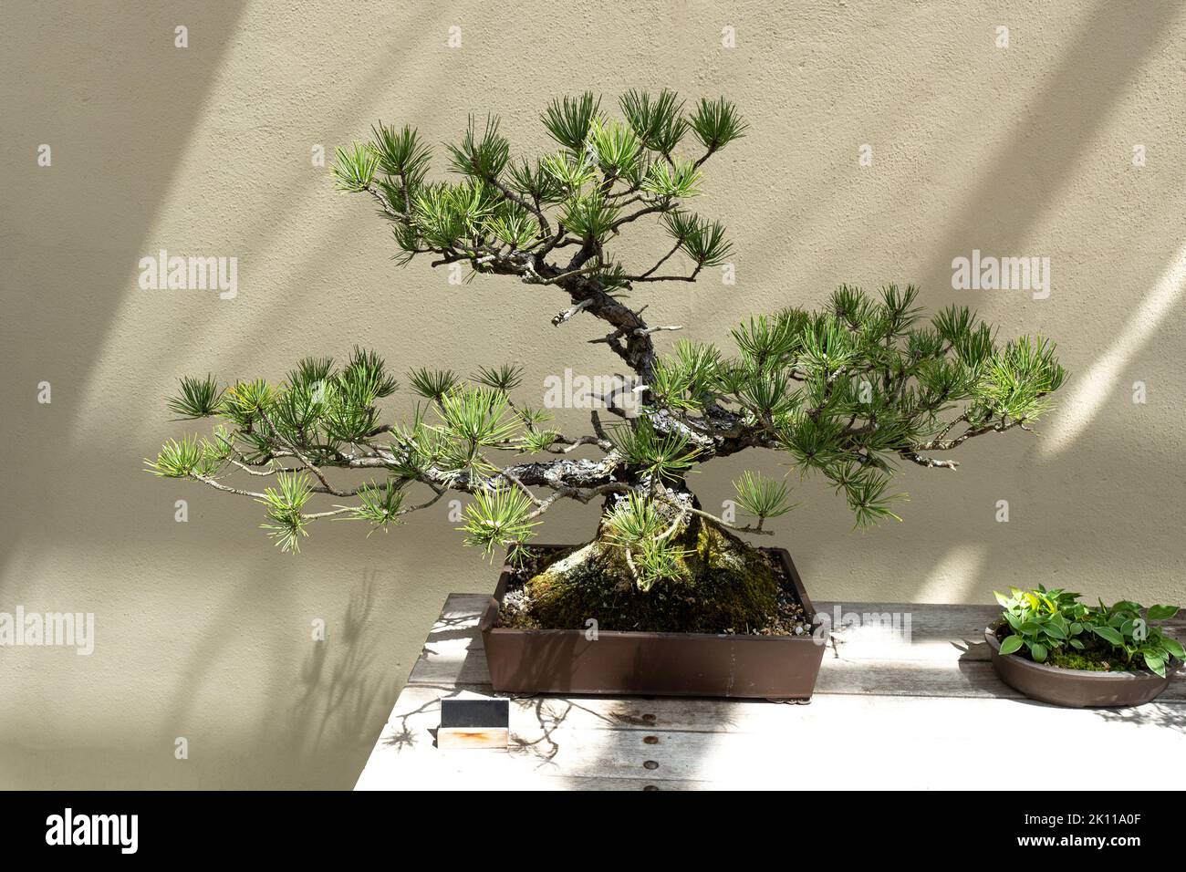 Miniature tree of natural Pinus Rigida Bonsai also known as Pitch Pine, against a wall Stock Photo