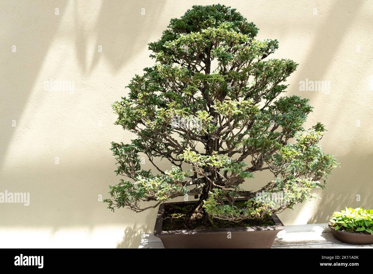 Miniature tree of natural Sawara False Cypress Bonsai against a wall in Botanical Garden Stock Photo