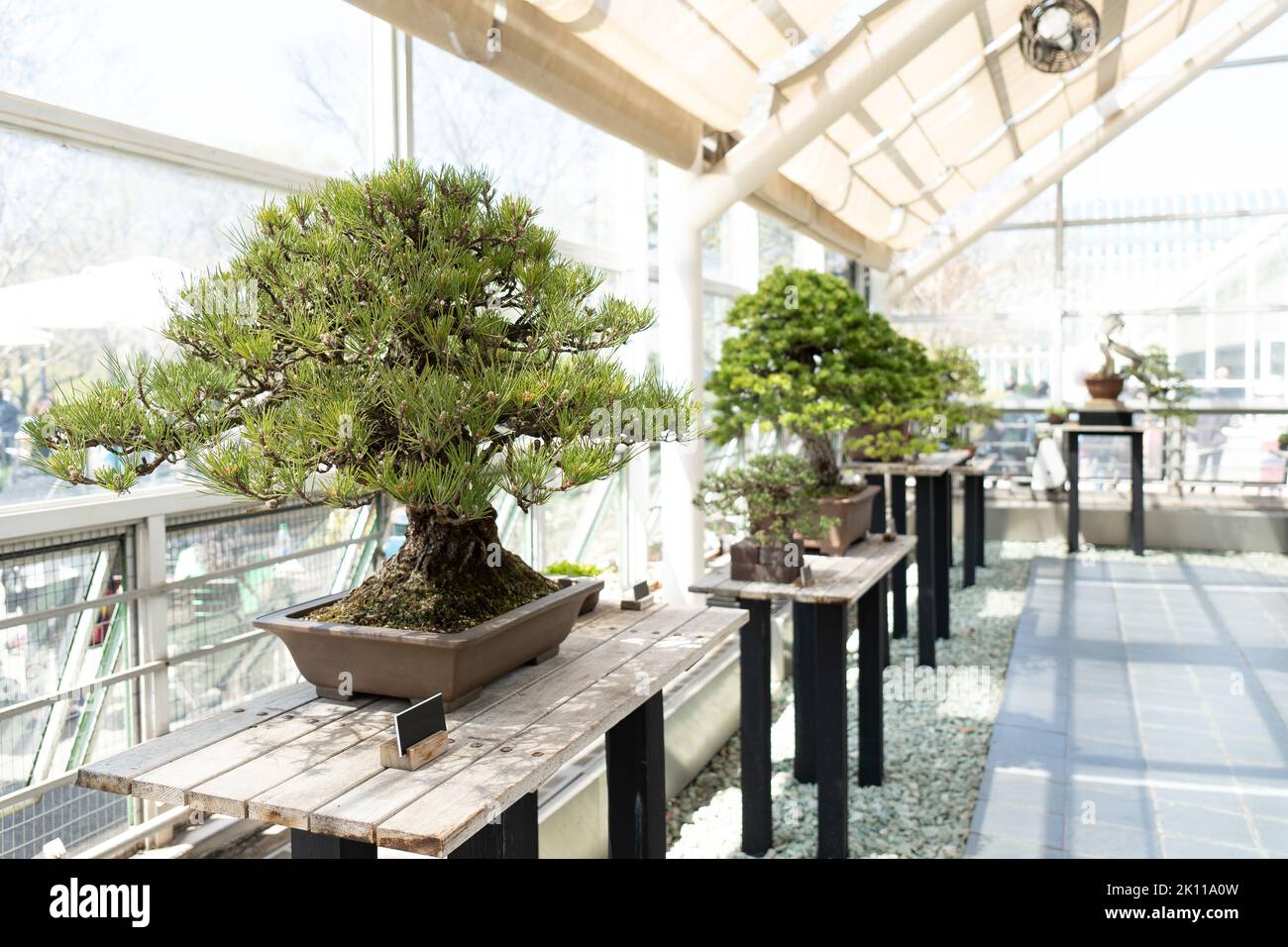 Miniature tree of natural Pinus Densiflora Bonsai on a display in Botanical Garden Stock Photo