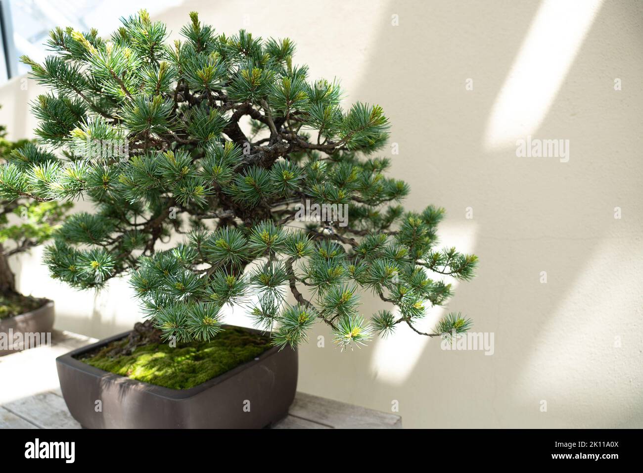Miniature tree of natural Pinus Parviflora Bonsai against a wall Stock Photo