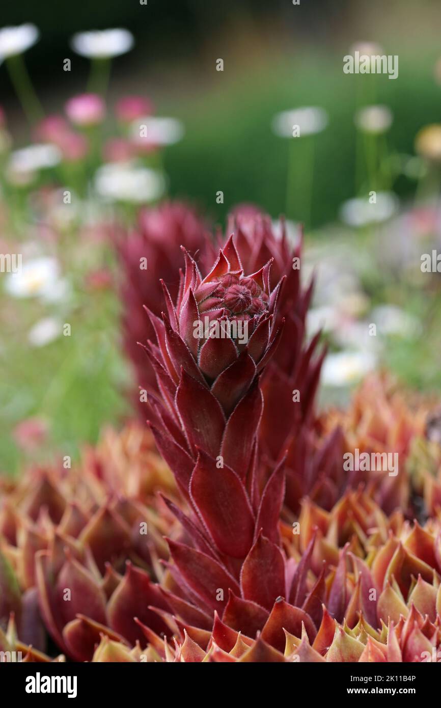 Houseleek plant, Sempervivum species, leaf rosettes with growing flower bud in close up and a background of blurred plants. Stock Photo