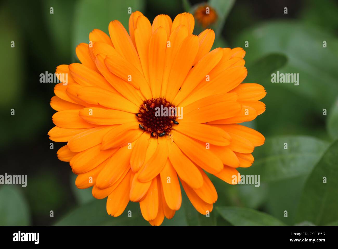 Orange pot marigold, Calendula officinalis, flower in close up with a background of blurred leaves. Stock Photo