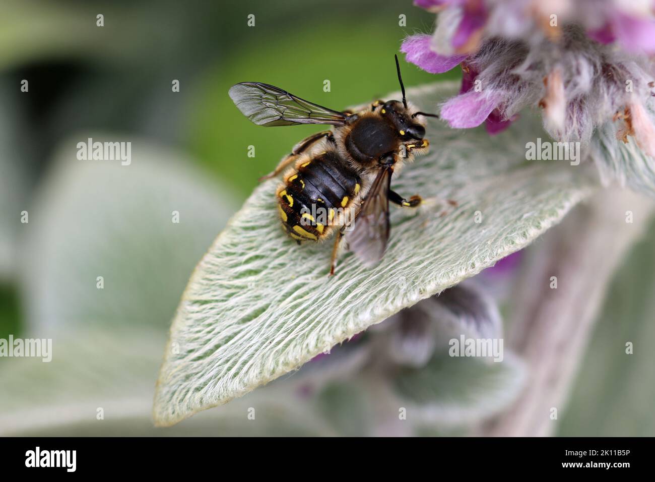 Wool carder bee, Anthidium manicatum, male on woolly lambs ear, Stachys byzantina, plant leaf with a blurred background of leaves. Stock Photo