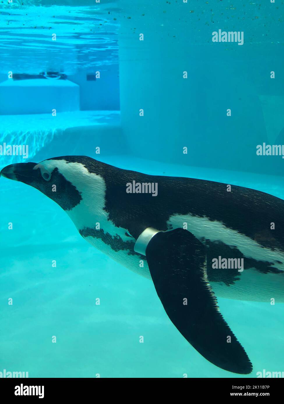 penguin swimming underwater in a blue water, swimming pool Stock Photo