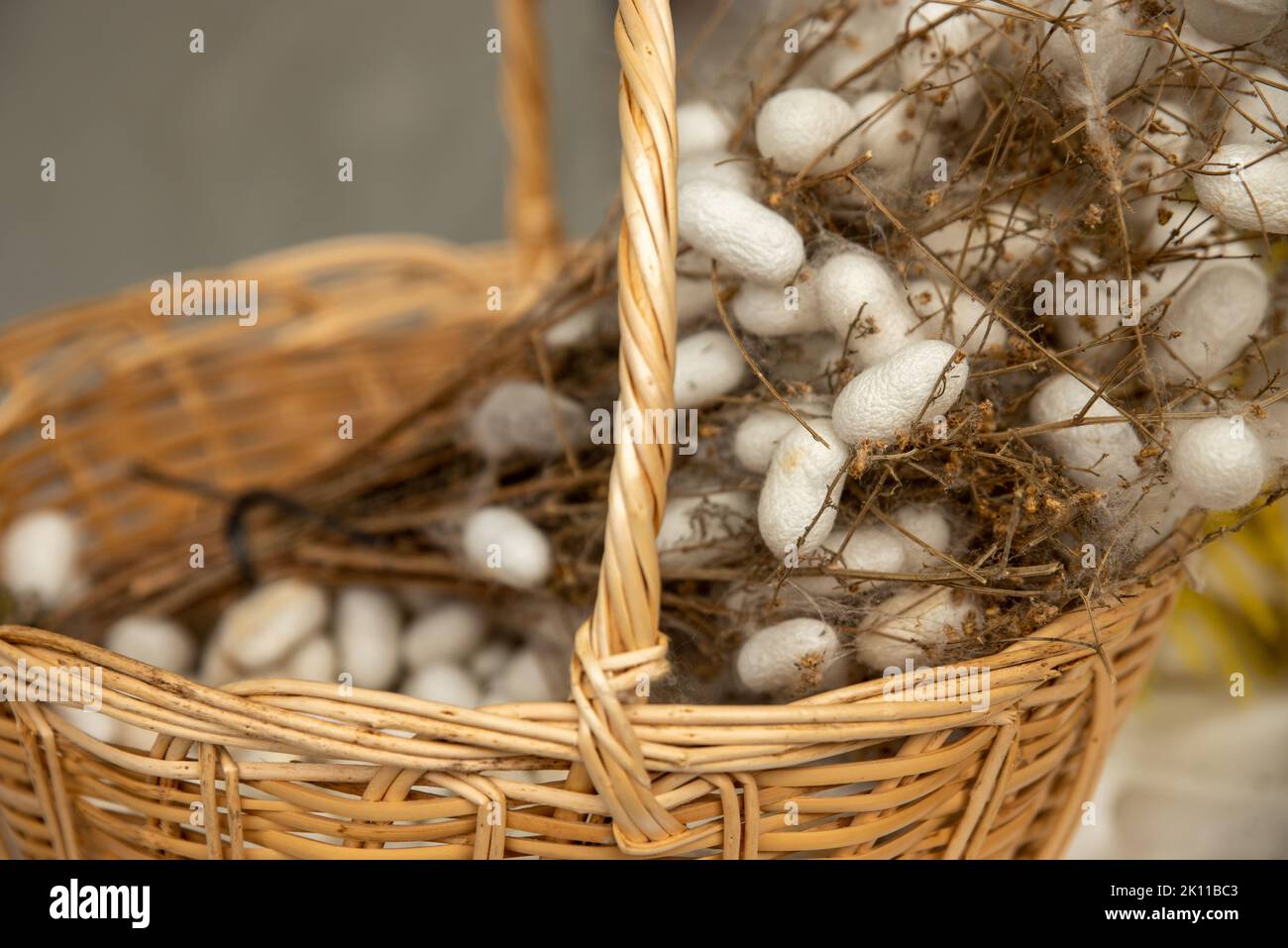 cocoons of white silkworms bred to produce silk , raw silk Stock Photo