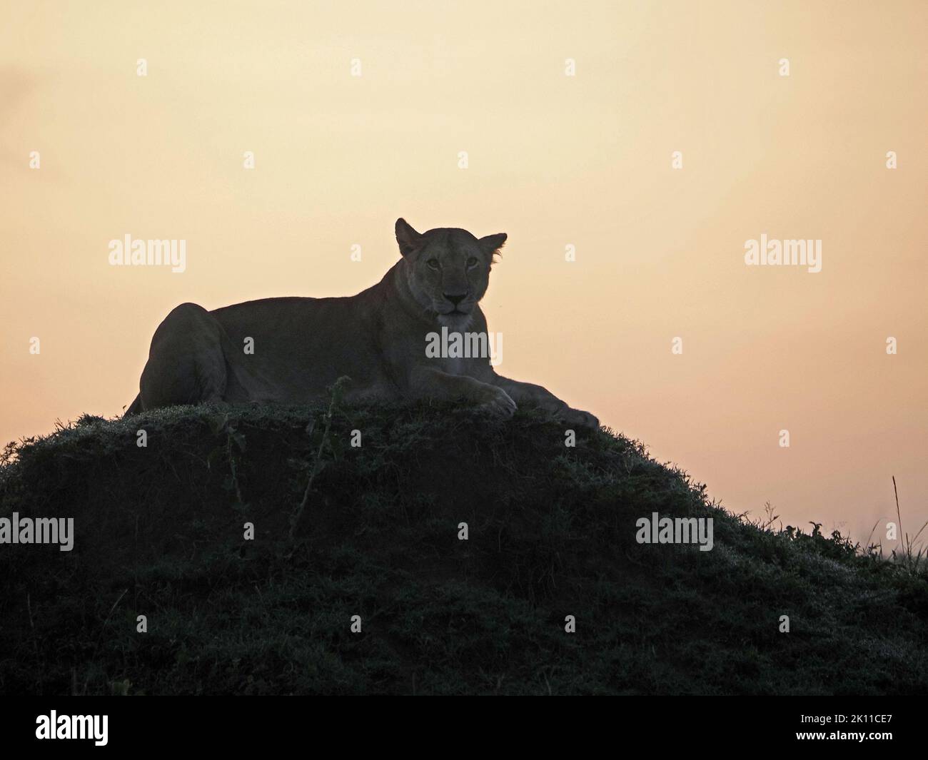 lean adult female Lion (Panthera leo) lying on dewy hillock against golden dawn light in Greater Mara,Kenya,Africa Stock Photo