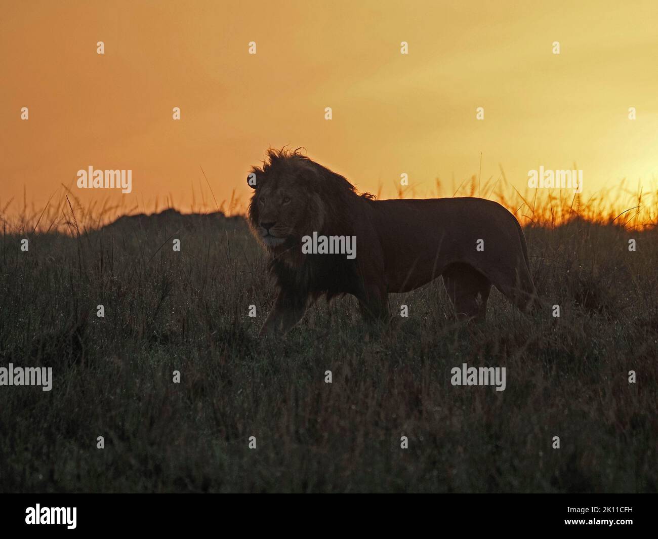 imperious powerful adult male Lion (Panthera leo) with dark mane stalking through dewy grass in golden dawn light in Greater Mara,Kenya,Africa Stock Photo