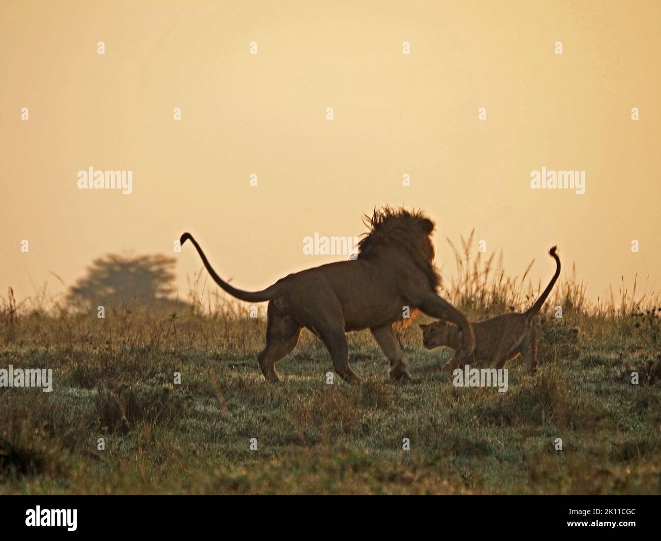 snarling powerful adult male Lion (Panthera leo) with dark mane loses patience with cub in dewy grass & golden dawn light in Greater Mara,Kenya,Africa Stock Photo
