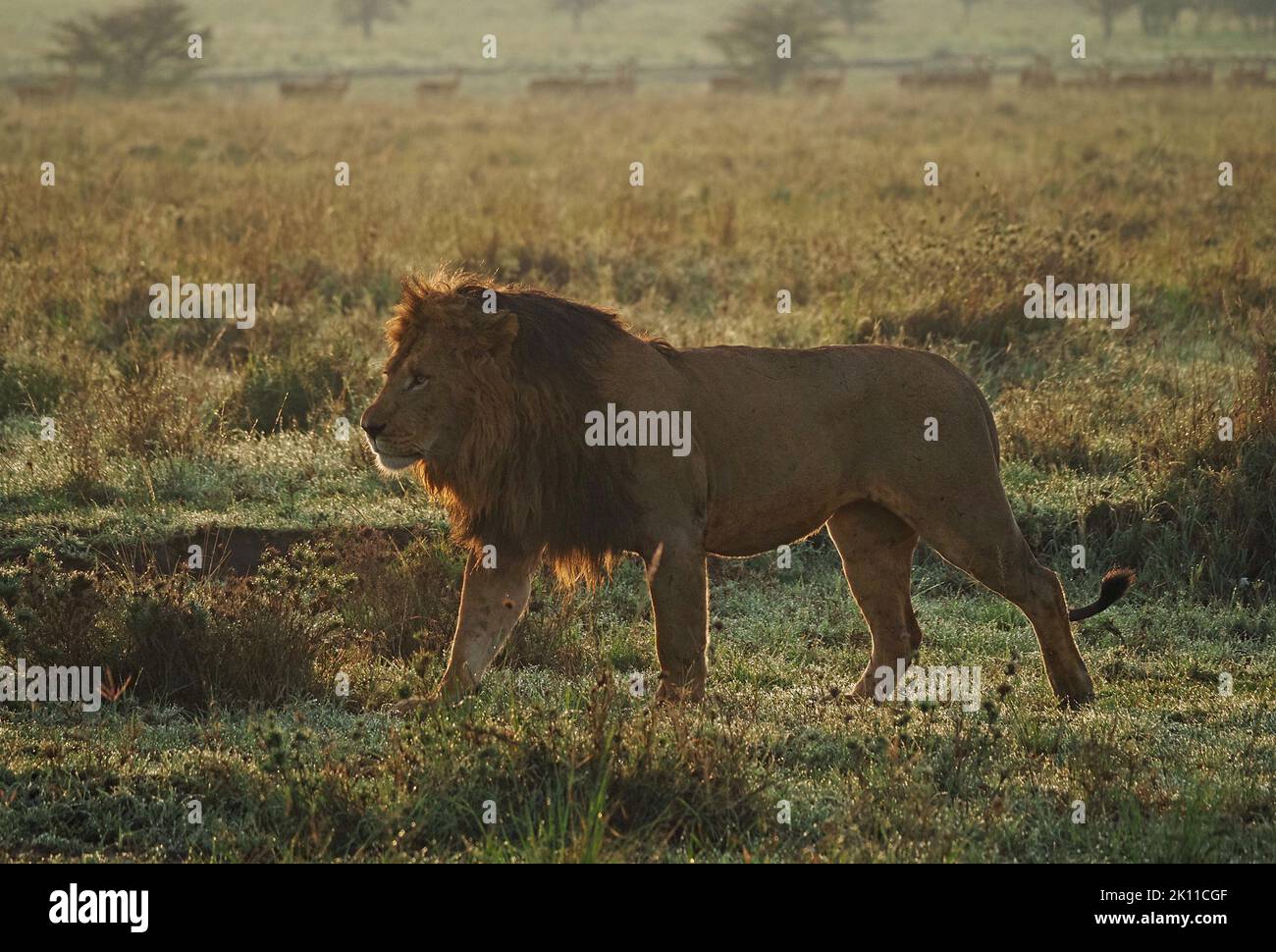 imperious powerful adult male Lion (Panthera leo) with dark mane stalking through dewy grass backlit in golden dawn light in Greater Mara,Kenya,Africa Stock Photo