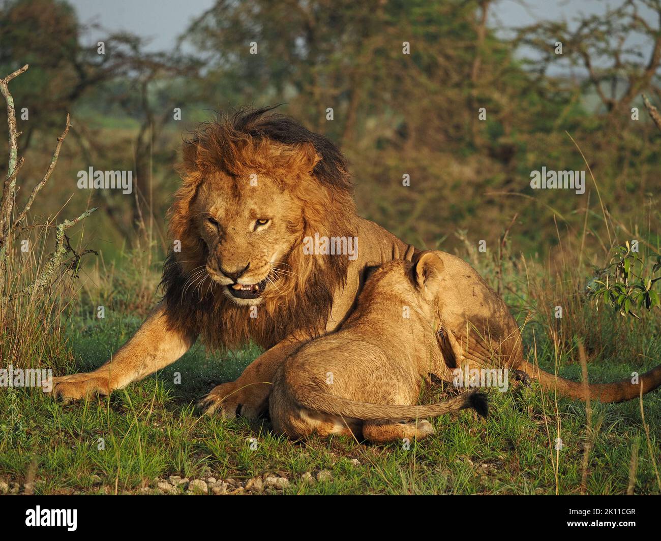 snarling powerful adult male Lion (Panthera leo) with dark mane loses patience with cub in dewy grass & golden dawn light in Greater Mara,Kenya,Africa Stock Photo