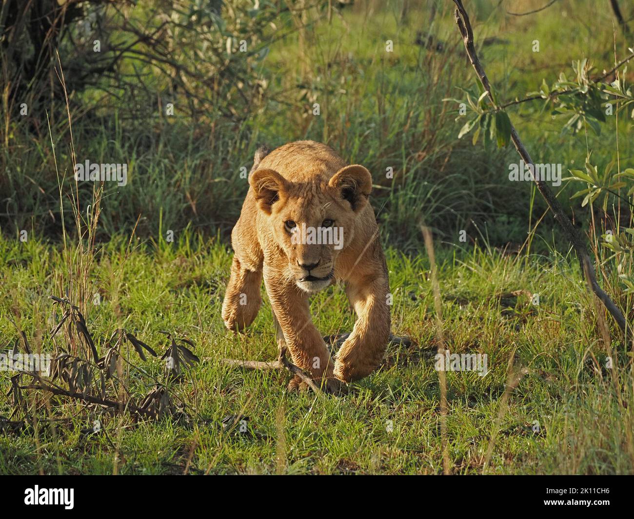 focussed young Lion cub (Panthera leo) stalking through dewy grass in golden dawn light in Greater Mara,Kenya,Africa Stock Photo