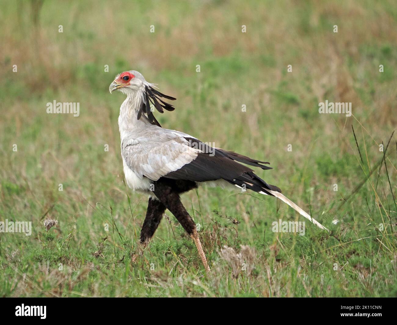 Secretary Bird (Sagittarius serpentarius) a terrestrial raptor of eagle family strutting as it stalks prey in grassland of Greater Mara,Kenya,Africa Stock Photo