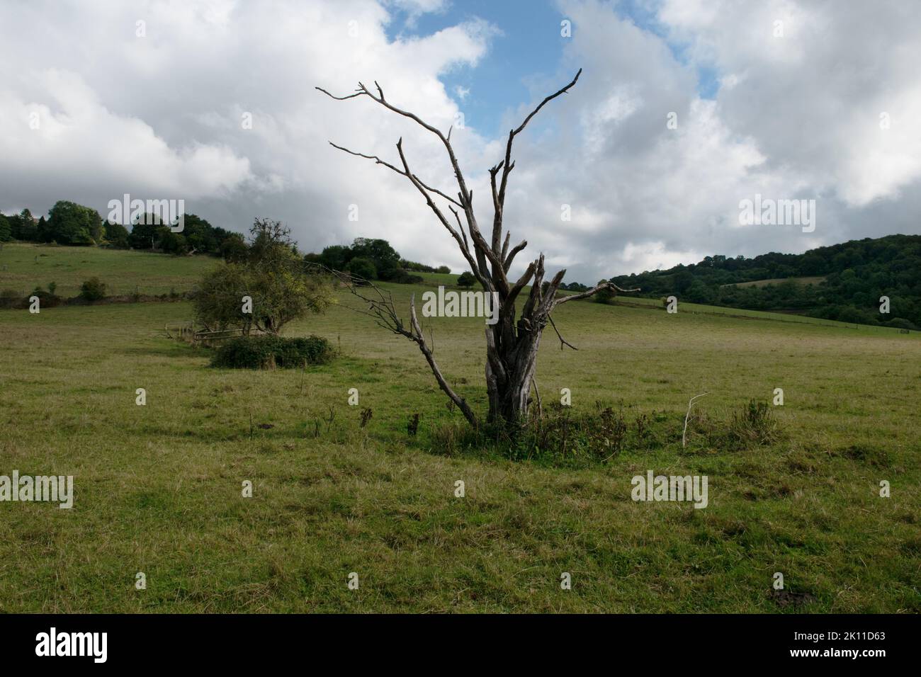 Dead Tree Near Welsh Bicknor in the Wye Valley, Herefordshire, England, UK Stock Photo
