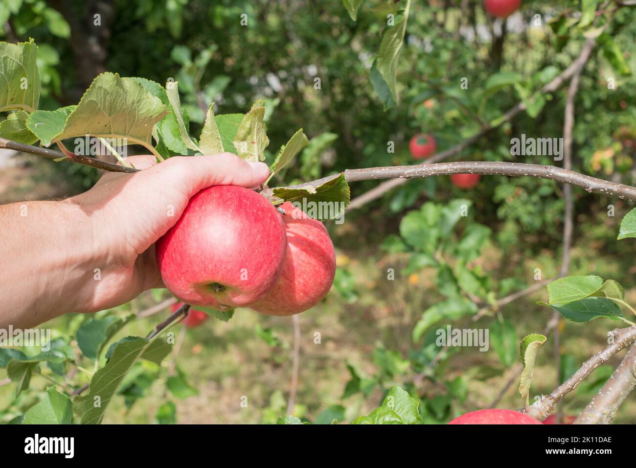 Hand is plucking red apple cultivar Rubin, from Kazakhstan. Season of