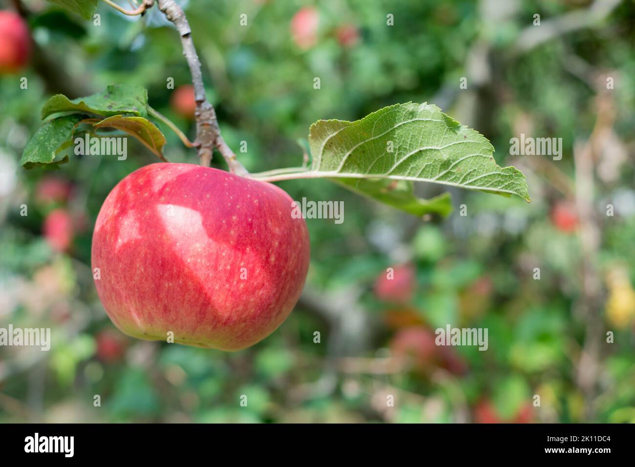 Ripe apple on the tree ready for picking. Home grown organic harvest