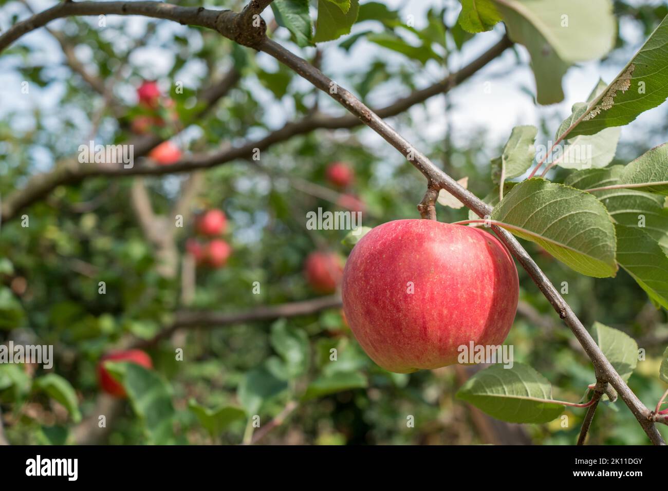 Ripe apple on the tree ready for picking. Home grown organic harvest