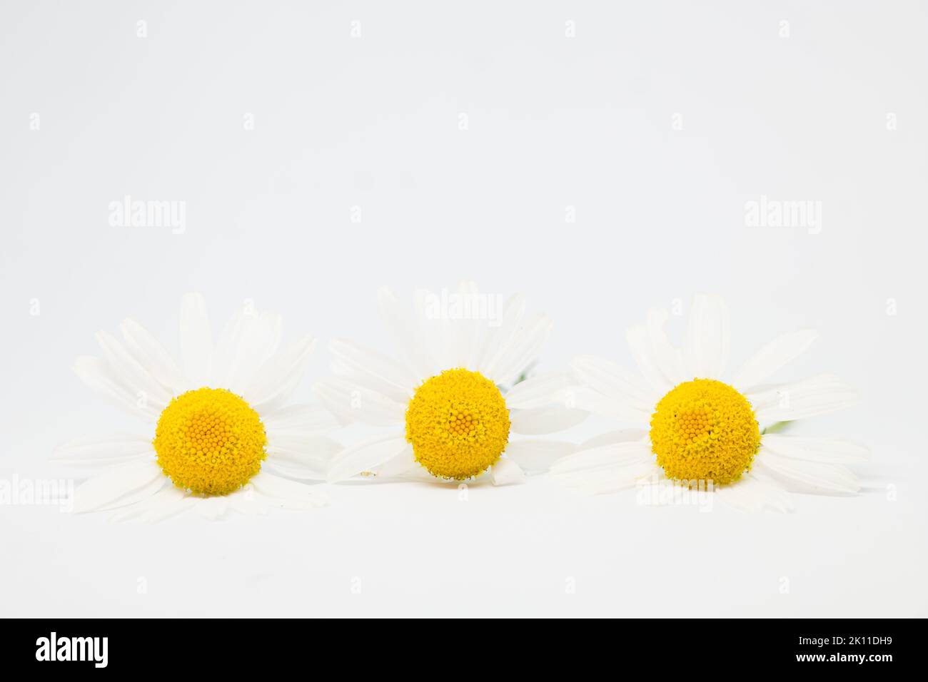 Matricaria chamomilla commonly chamomile, German chamomile, wild