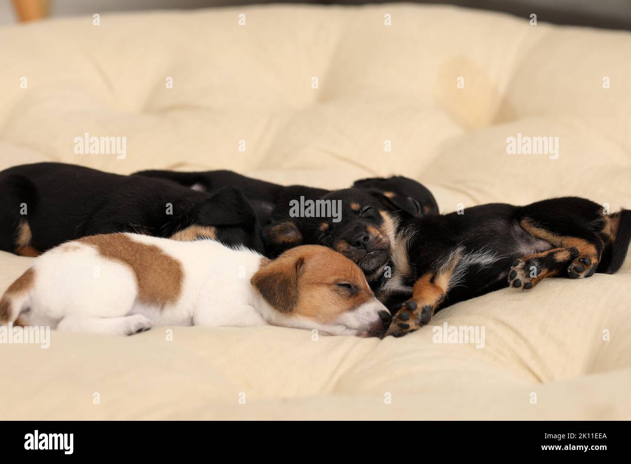 Cute puppies sleeping on cushion at home Stock Photo - Alamy