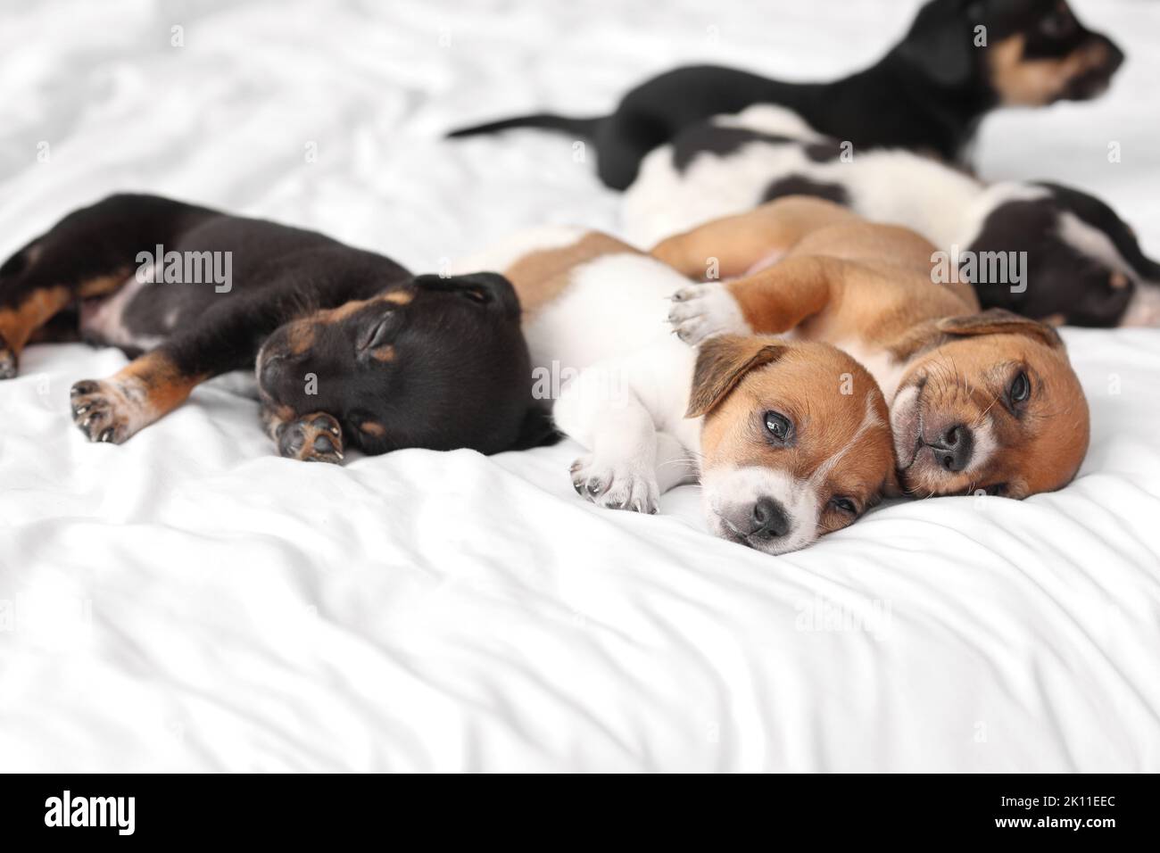 Cute puppies sleeping on bed Stock Photo - Alamy